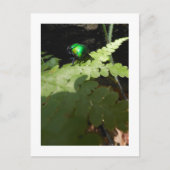 Shiny Beatle briefkaart (Voorkant)