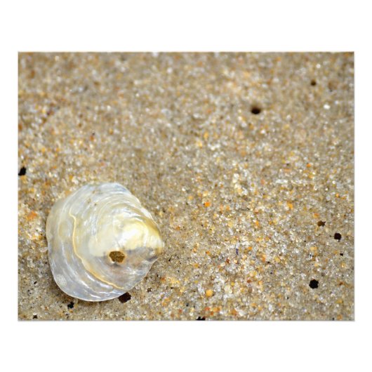 Shiny opal shell op zandstrand close-up foto afdruk (Voorkant)
