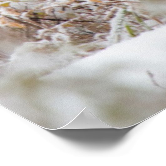 Shiras Bull Moose 2 Poster (Hoek)