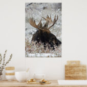 Shiras Bull Moose 2 Poster (Keuken)