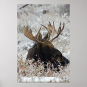 Shiras Bull Moose 2 Poster (Voorkant)