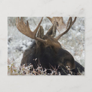 Shiras Bull Moose Briefkaart