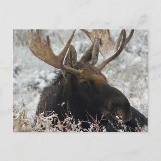 Shiras Bull Moose Briefkaart (Voorkant)