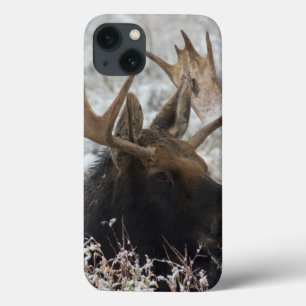 Shiras Bull Moose Case-Mate iPhone Case