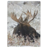 Shiras Bull Moose Klembord (Achterkant)