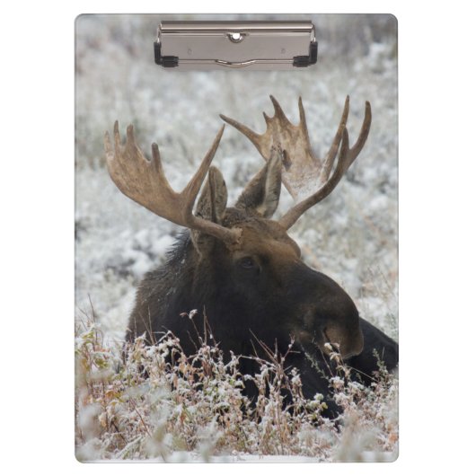 Shiras Bull Moose Klembord (Voorkant)