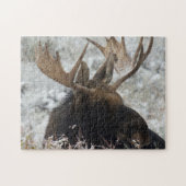 Shiras Bull Moose Legpuzzel (Horizontaal)