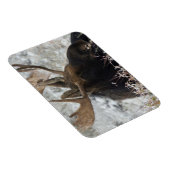 Shiras Bull Moose Magneet (Rechterzijde)