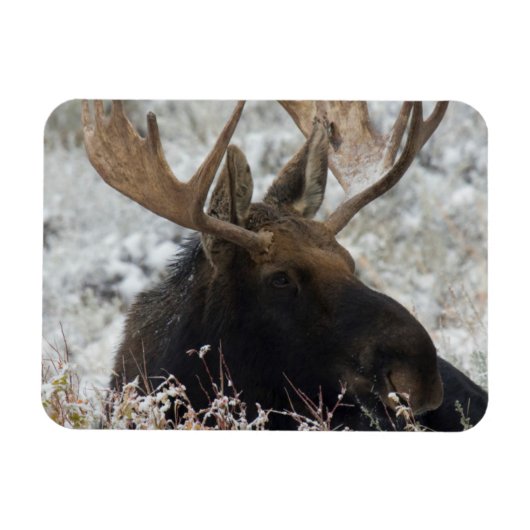 Shiras Bull Moose Magneet (Horizontaal)