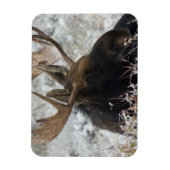 Shiras Bull Moose Magneet (Verticaal)