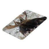 Shiras Bull Moose Magneet (Linkerzijde)