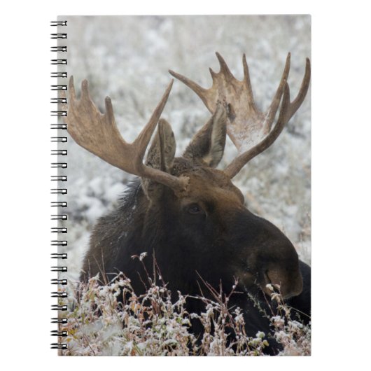Shiras Bull Moose Notitieboek (Voorkant)