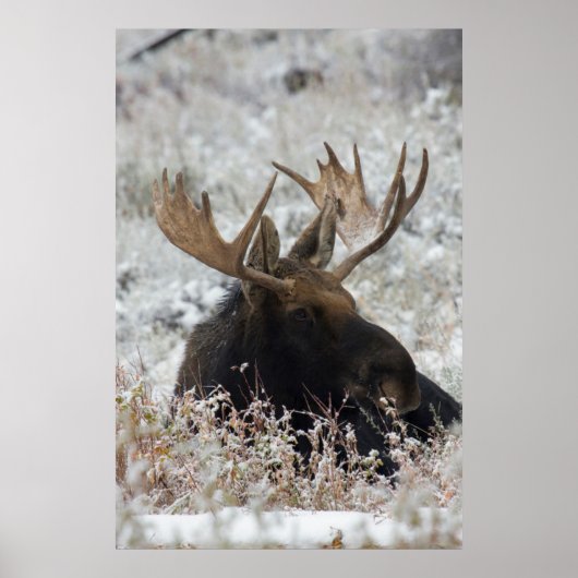 Shiras Bull Moose Poster (Voorkant)