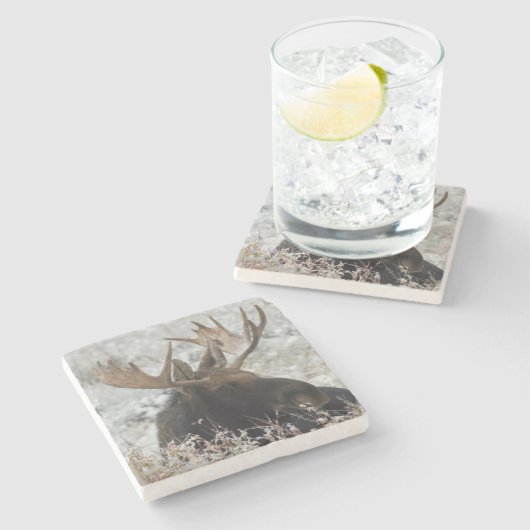 Shiras Bull Moose Stenen Onderzetter (Zijkant)