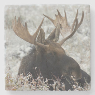 Shiras Bull Moose Stenen Onderzetter