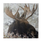 Shiras Bull Moose Tegeltje (Voorkant)