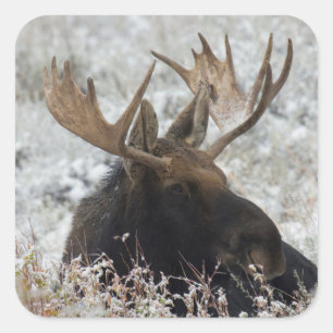 Shiras Bull Moose Vierkante Sticker