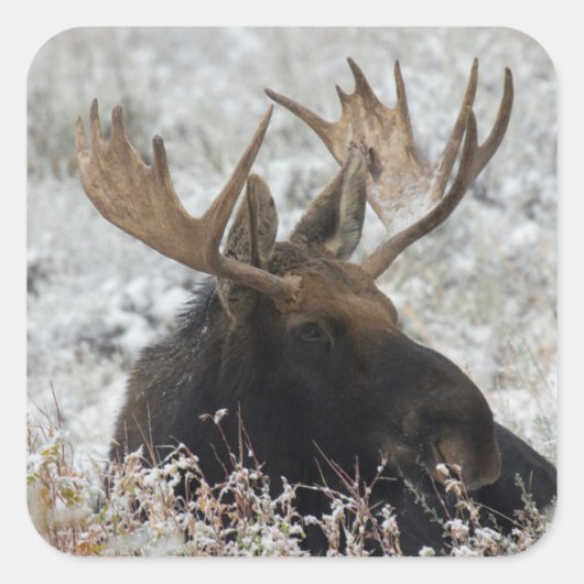 Shiras Bull Moose Vierkante Sticker (Voorkant)