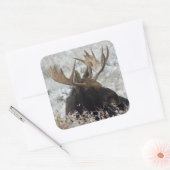 Shiras Bull Moose Vierkante Sticker (Envelop)