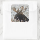 Shiras Bull Moose Vierkante Sticker (Tas)