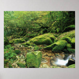 Shiratani Unsuik yo, Yakushima, Kagoshima, Japan Poster
