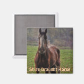 Shire Draft Horse, Hampshire, Engeland Magneet (Voorkant / Achterkant)