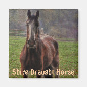 Shire Draft Horse, Hampshire, Engeland Magneet (Voorkant)