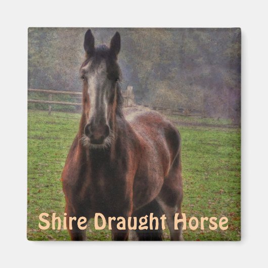 Shire Draft Horse, Hampshire, Engeland Magneet (Voorkant)
