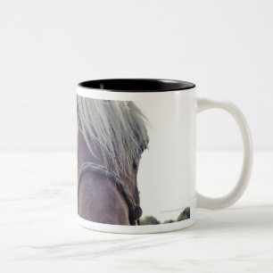 SHIRE HORSE IN SUNLIGHT MET NOS TOT CAMERA TWEEKLEURIGE KOFFIEMOK