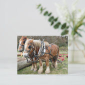Shire Horses Briefkaart (Staand voorkant)