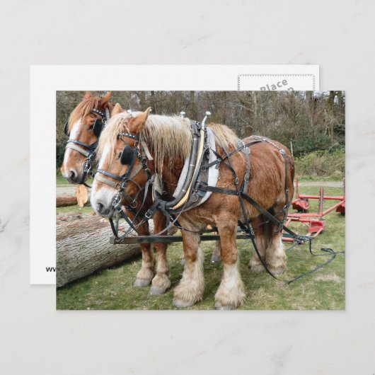 Shire Horses Briefkaart (Voorkant / Achterkant)
