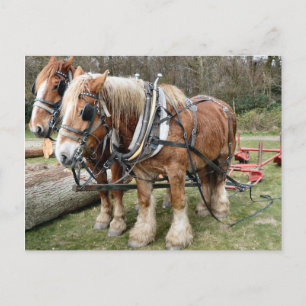 Shire Horses Briefkaart