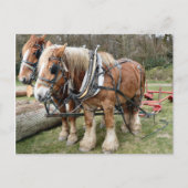 Shire Horses Briefkaart (Voorkant)
