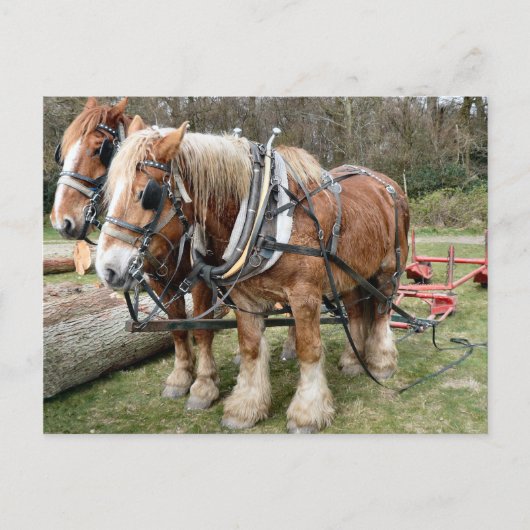 Shire Horses Briefkaart (Voorkant)