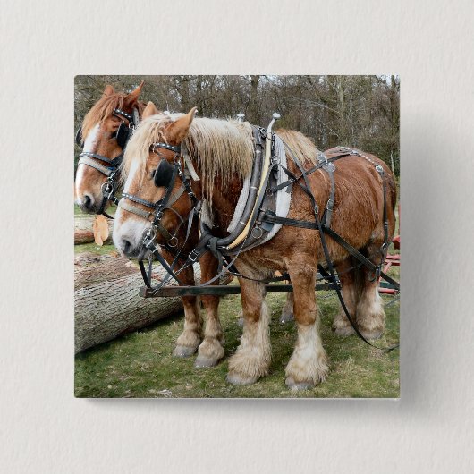 Shire Horses Vierkante Button 5,1 Cm (Voorkant)