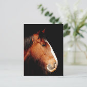 shire-paard briefkaart (Staand voorkant)