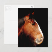 shire-paard briefkaart (Voorkant / Achterkant)