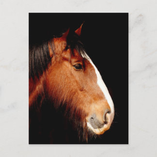 shire-paard briefkaart