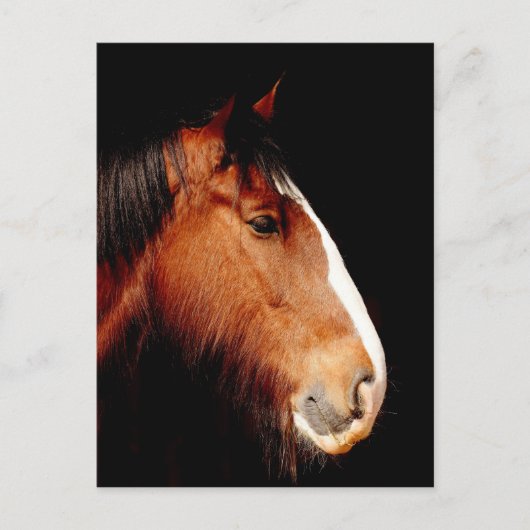 shire-paard briefkaart (Voorkant)
