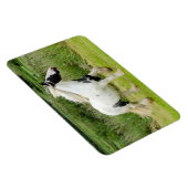 Shire verfpaard Flexibele Magneet (Rechterzijde)