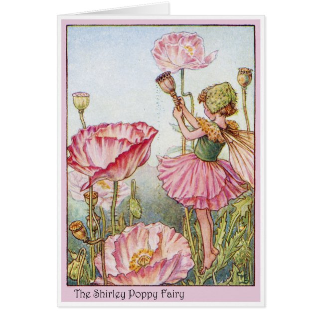 Shirley Poppy Fairy (Voorkant)