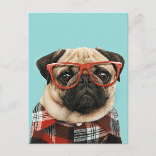 Shirt Pug Briefkaart (Voorkant)