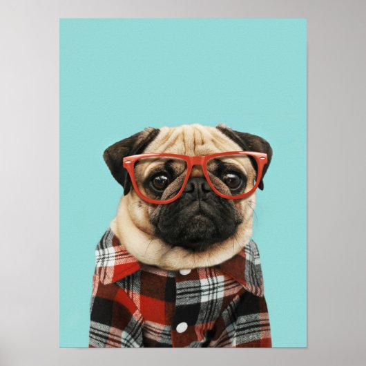 Shirt Pug Poster (Voorkant)