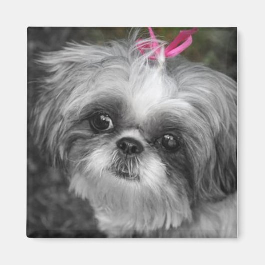 Shitzu Dog Square Magnet (Voorkant)