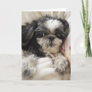 Shitzu Girl Wenskaart Kaart