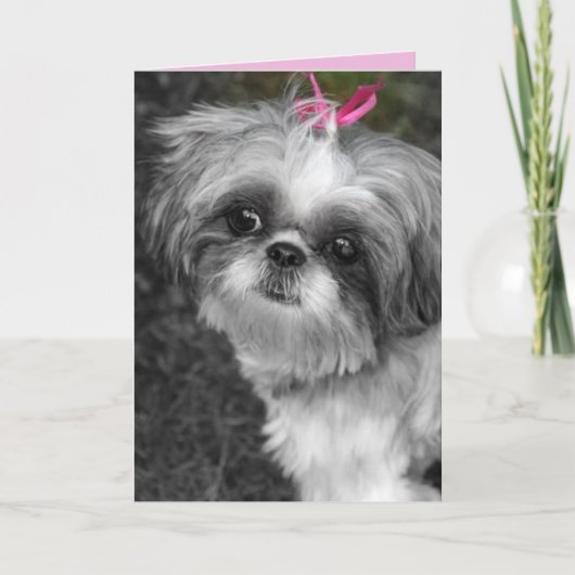 Shitzu Girl Wenskaart Kaart (Voorkant)