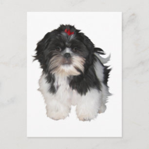 Shitzu Shih Tzu Puppies Honden Briefkaart
