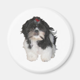 Shitzu Shih Tzu Puppies Honden Magneet