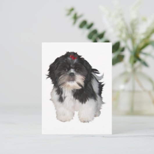 Shitzu Shih Tzu Puppy Dogs Briefkaart (Staand voorkant)