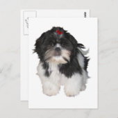Shitzu Shih Tzu Puppy Dogs Briefkaart (Voorkant / Achterkant)